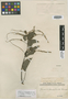 Gouania trichodonta Reissek, Peru, E. F. Poeppig s.n., Isotype, F