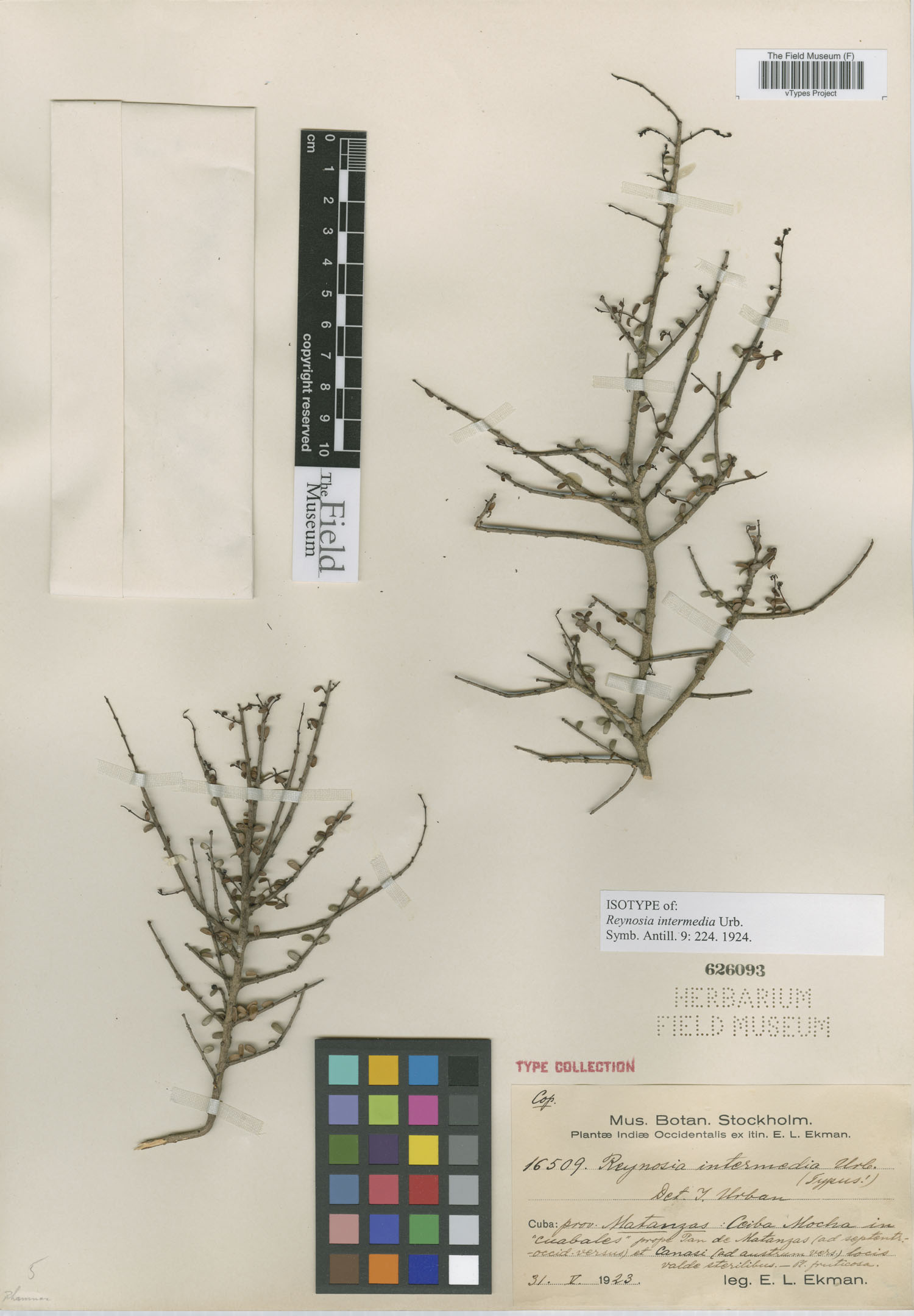 Reynosia microphylla image