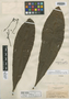 Lecostemon macrophyllum Spruce ex Benth., R. Spruce [1408], Isotype, F