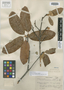 Photinia oblongifolia image