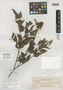 Photinia urdanetensis Elmer, Philippines, A. D. E. Elmer 13694, Isotype, F