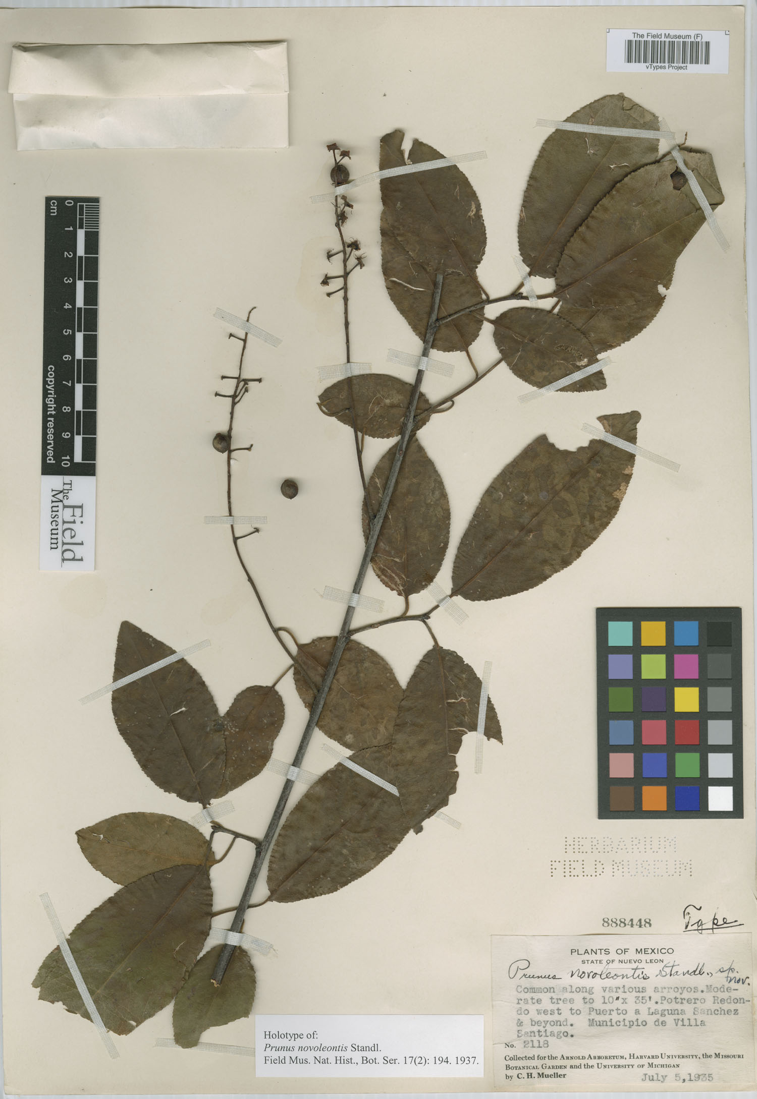 Prunus novoleontis image