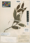 Pygeum laxiflorum Merr., CHINA, W. T. Tsang 24375, Isotype, F