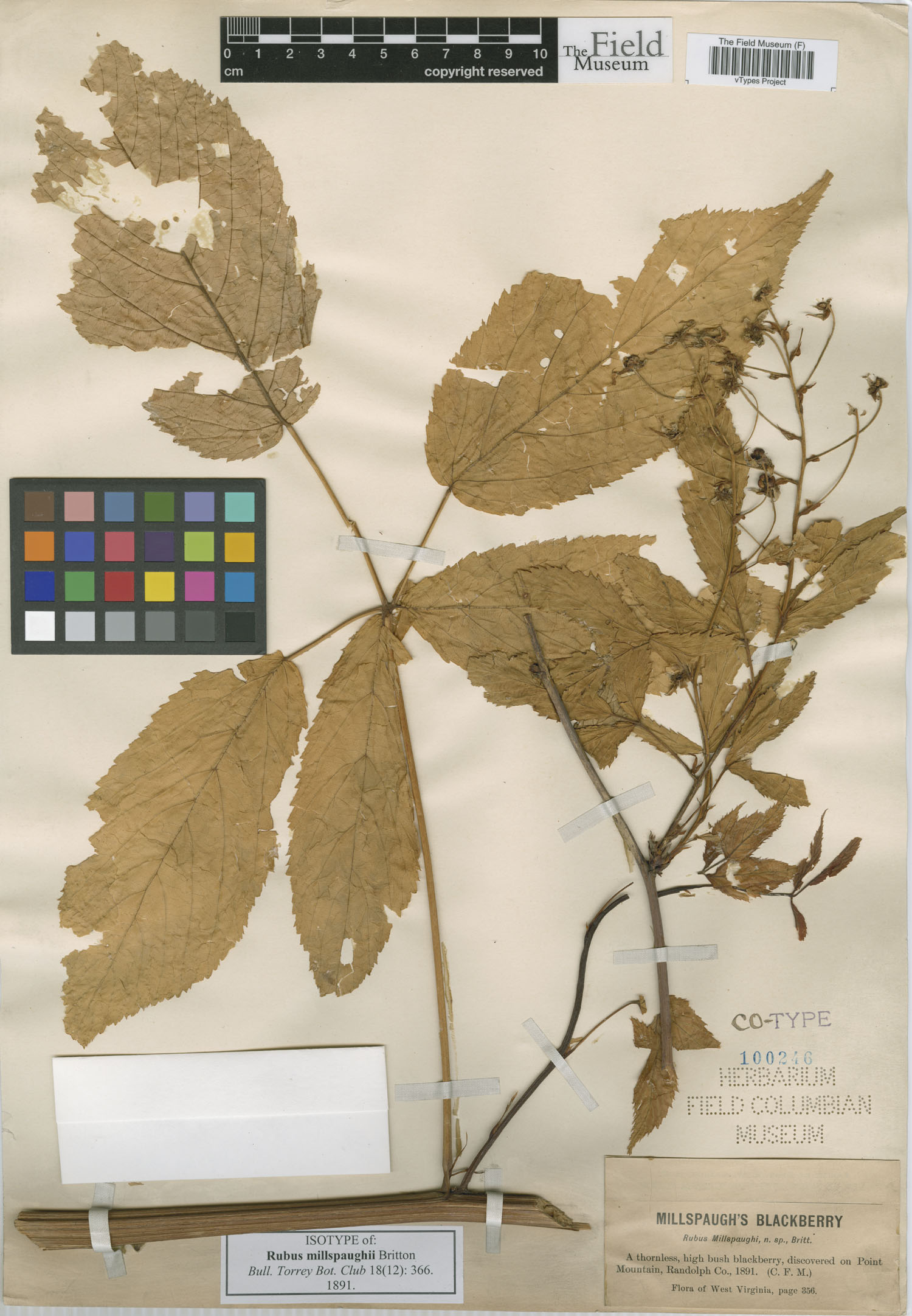 Rubus millspaughii image