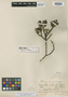 Acrosynanthus ovatus image