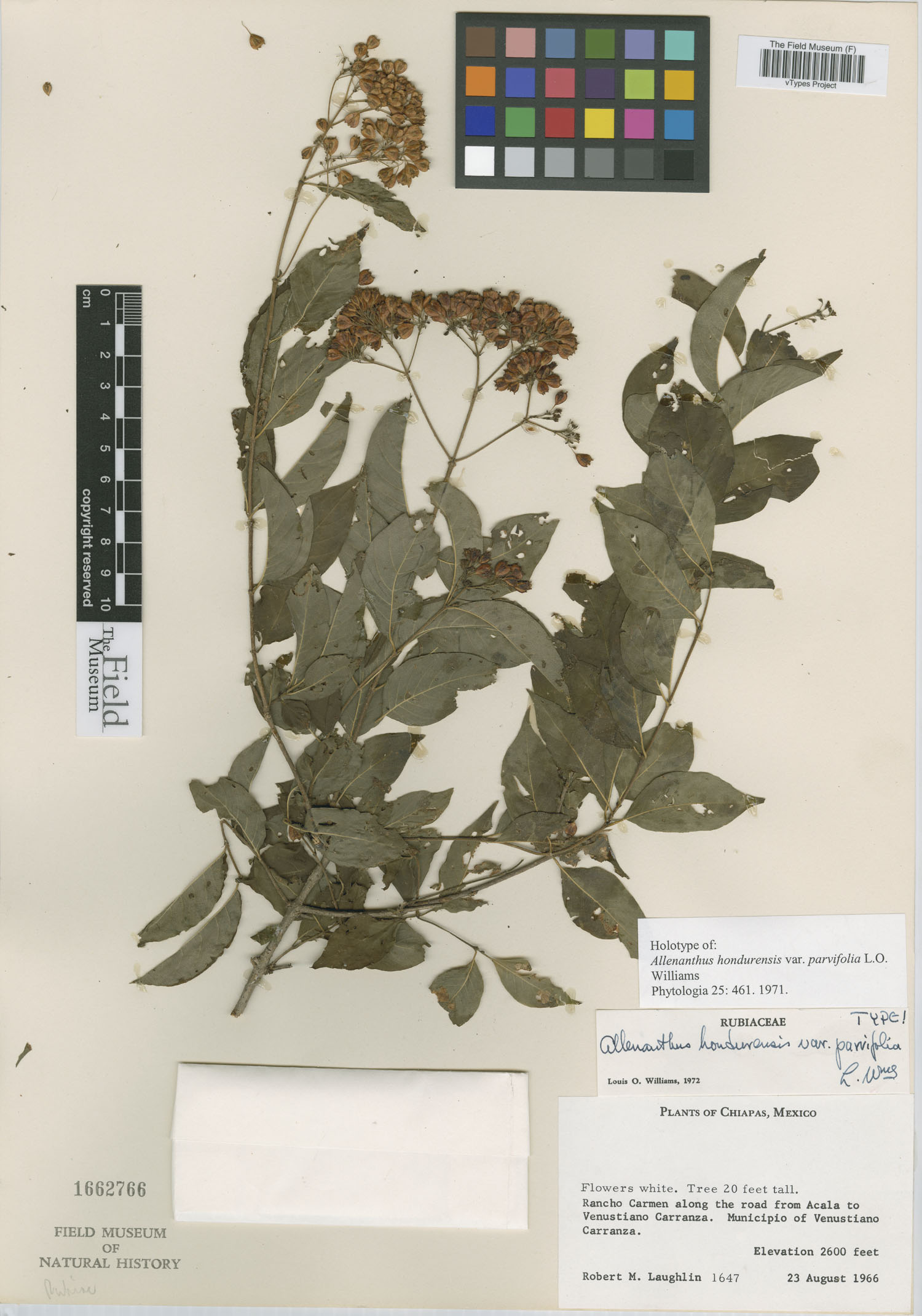 Machaonia erythrocarpa subsp. parvifolia image
