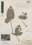 Argostemma platyphyllum Merr., Malaysia, A. D. E. Elmer 21138, Isolectotype, F