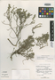 Borreria felis-insulae Correll, BAHAMAS, D. S. Correll 46301, Isotype, F