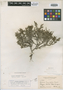 Borreria inaguensis Britton, BAHAMAS, G. V. Nash 1224, Isotype, F