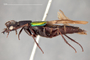 3982409 Belonuchus pulchripennis, type, habitus, lateral view