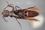 3982409 Belonuchus pulchripennis, type, habitus, ventral view