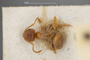 4228926 Adranes pacificus, holotype, associated ant, habitus, dorsal view