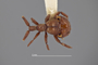 4228926 Adranes pacificus, holotype, habitus, dorsal view