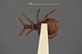 4228926 Adranes pacificus, holotype, habitus, ventral view