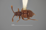 4228937 Hamotus (Hamotoides) veracruzensis, holotype, habitus, dorsal view