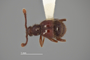 4228939 Hamotus (Hamotus) prostatus, holotype, habitus, dorsal view