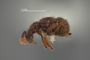 4228939 Hamotus (Hamotus) prostatus, holotype, habitus, lateral view