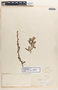 Jatropha dioica Sessé, Mexico, A. Schott 37, F