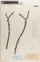 Jatropha dioica var. graminea McVaugh, Mexico, E. W. Nelson 6747, F