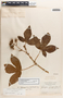 Jatropha gossypiifolia image