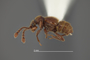 4228943 Hamotus (Hamotoides) electrae, holotype, habitus, lateral view