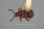 4228944 Hamotus (Hamotus) castanalus, holotype, habitus, dorsal view