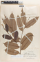Mabea klugii image