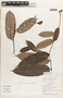 Mabea klugii image