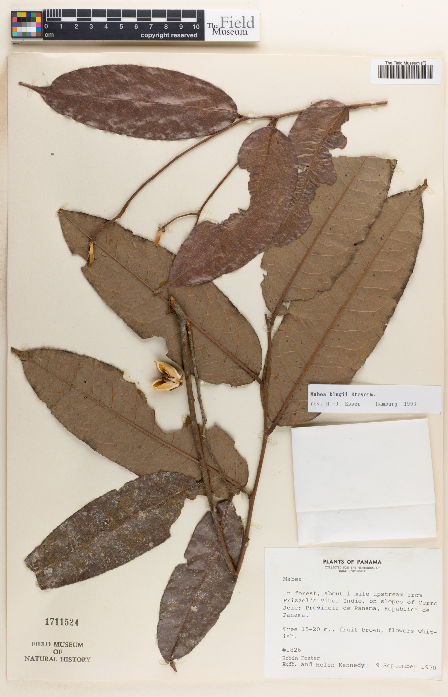 Mabea klugii image