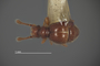 4228955 Dalmonexus seeversi, holotype, male, habitus, dorsal view.