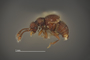 4228955 Dalmonexus seeversi, holotype, male, habitus, lateral view.