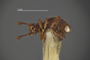 4228955 Dalmonexus seeversi, holotype, male, habitus, ventral view.