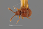 4228967 Decarthron (Decarthron) noctiphoton, holotype, male, habitus, dorsal view