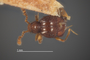 4228972 Decarthron (Decarthron) chichion, holotype, male, habitus, dorsal view