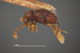 4228972 Decarthron (Decarthron) chichion, holotype, male, habitus, lateral view