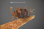 4228972 Decarthron (Decarthron) chichion, holotype, male, habitus, ventral view