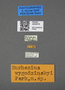 4229016 Eurhexius wygodzinskyi, type, labels
