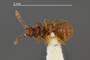 4229022 Placodium remingtoni, type, habitus, ventral view