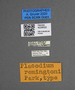 4229022 Placodium remingtoni, type, labels