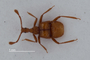 4229044 Thysdariella fieldiana, holotype, habitus, dorsal view