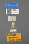 4229069 Actium opacum, type, male, labels
