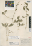 Bouvardia multiflora image