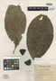Casasia piricarpa Urb., JAMAICA, W. H. Harris 9978, Isotype, F