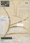 Catesbaea fasciculata Northr., BAHAMAS, J. I. Northrop 627, Isotype, F