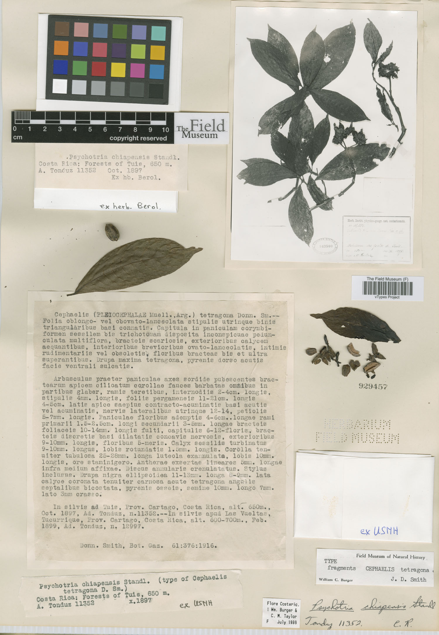 Palicourea tetragona image