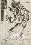 Cephaelis anisopoda Standl., VENEZUELA, W. Gehriger 380, Holotype, F