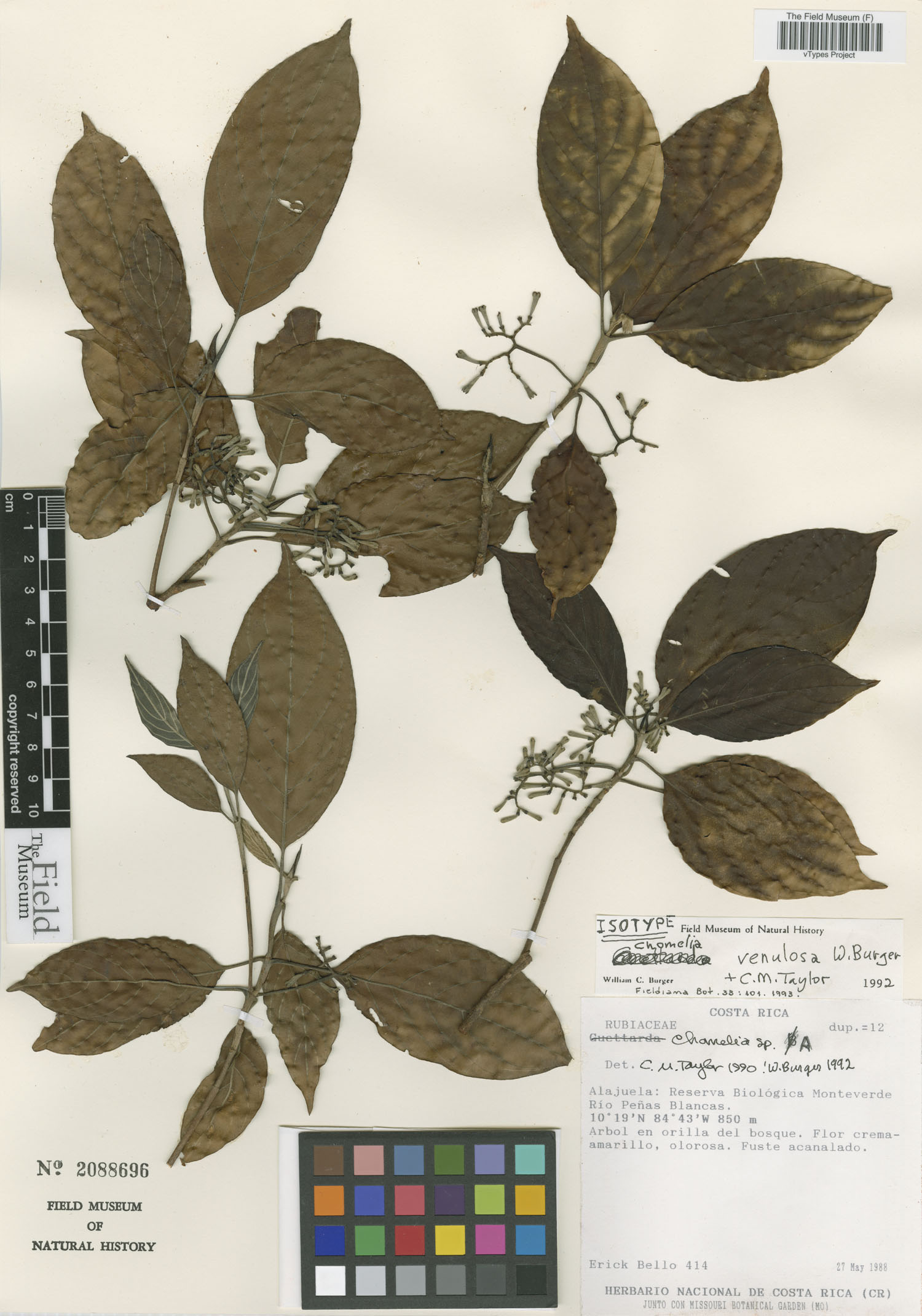 Chomelia venulosa image
