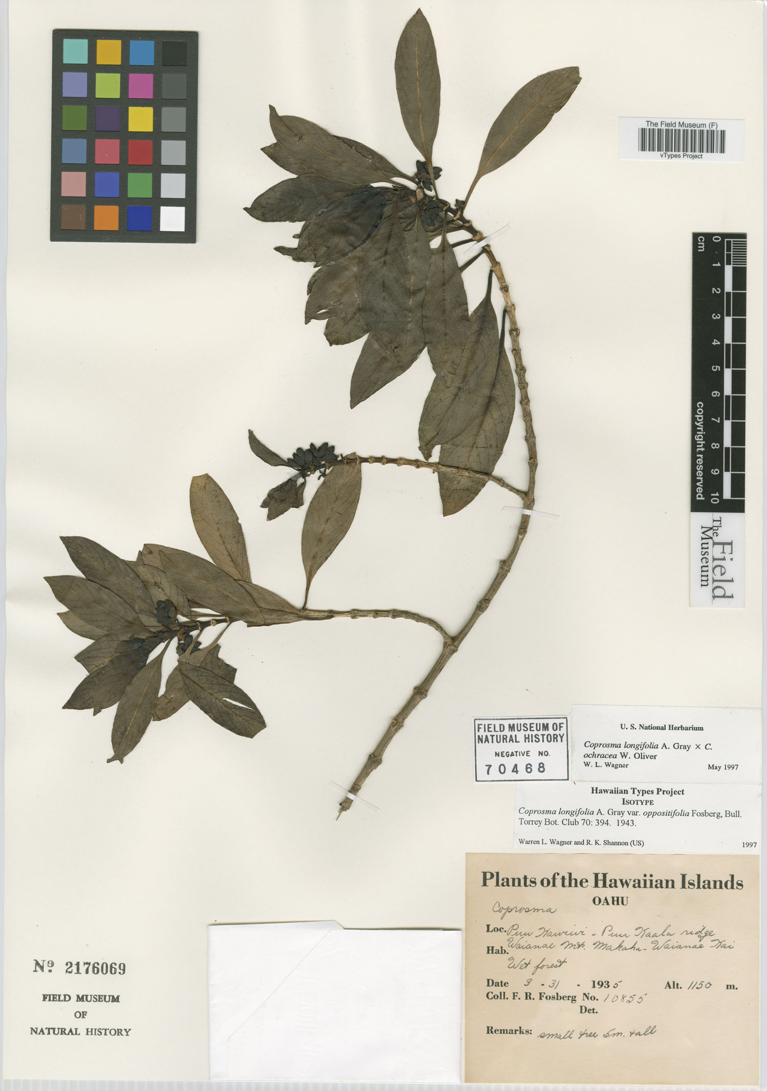 Coprosma longifolia var. oppositifolia image