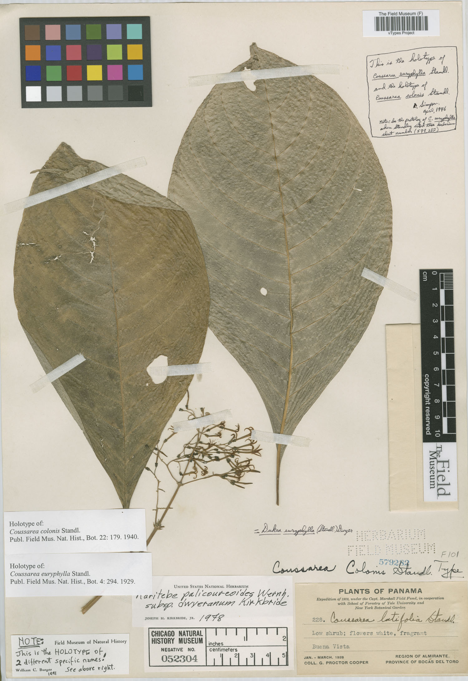Raritebe palicoureoides subsp. dwyerianum image