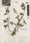 Crusea coccinea var. chiriquensis image
